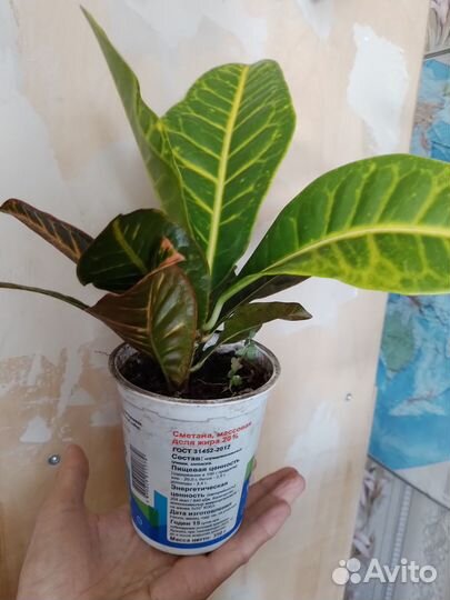 Продам комнатное растение