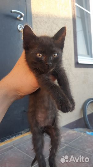Котятки в добрые руки