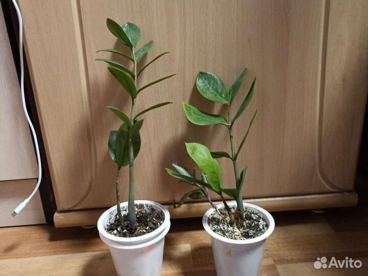 Замиокулькас, фикус