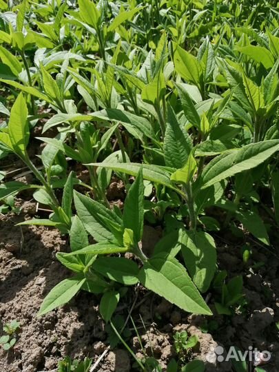 Топинамбур