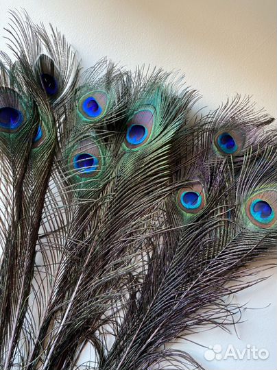 Павлиньи перья