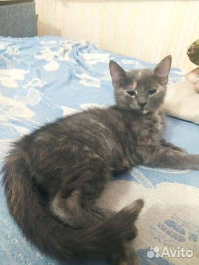 Котята бесплатно