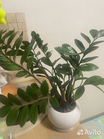 Замиокулькас