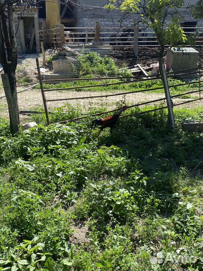 Бойцовые петухи