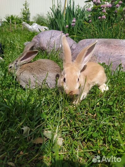Крольчата