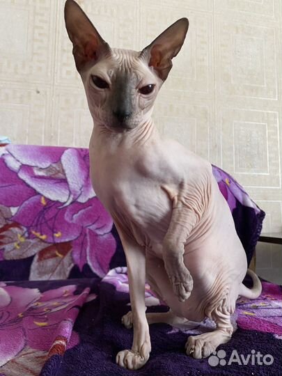 Кошка сфинкс ищем кота для вязки