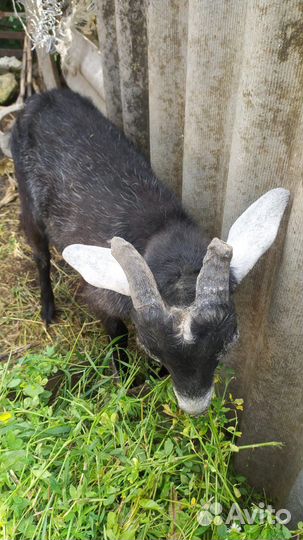 Коза Ломанча