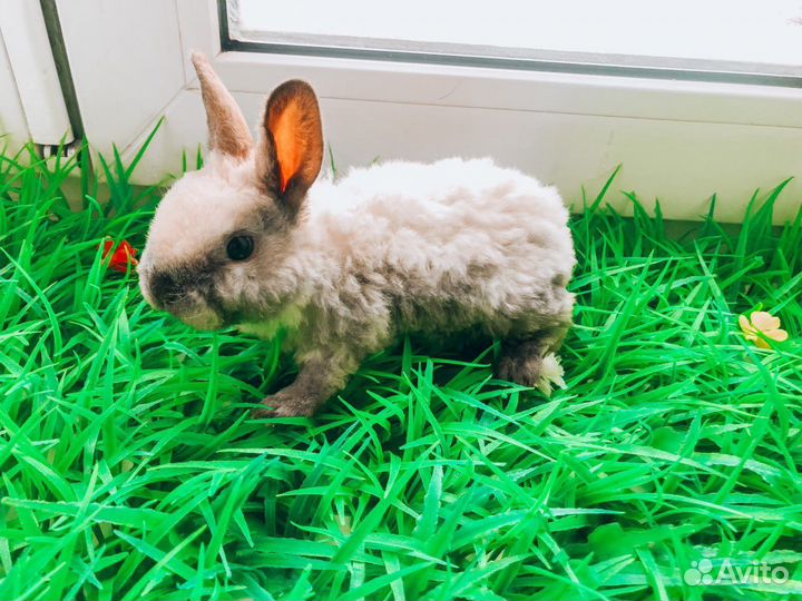 Карликовый кролик - хотот и другие породы