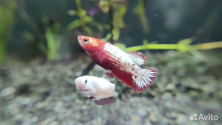 Курочки (самки рыбки петушка)