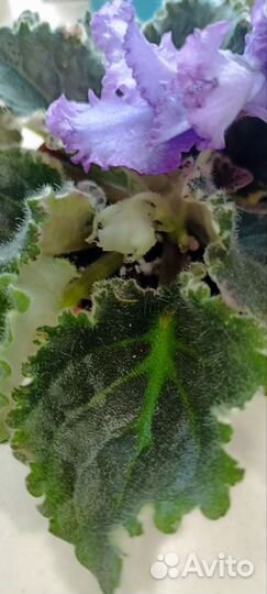 Сортовые фиалки цветущие