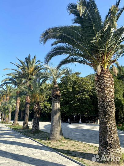 Абхазия. Экскурсии, индивидуальные туры