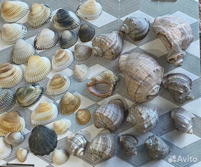 Морские ракушки