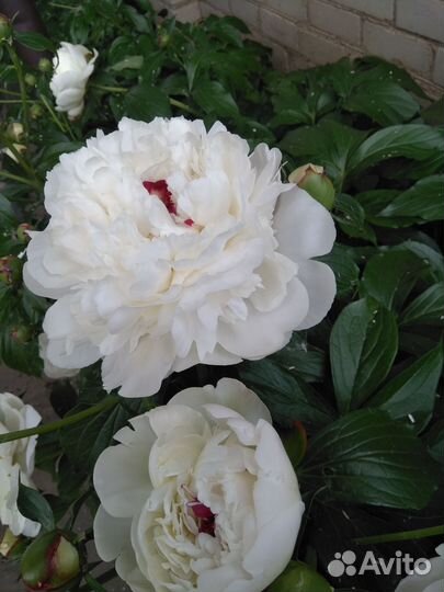 Пионы букет