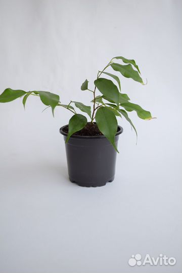 Фикус бенджамина