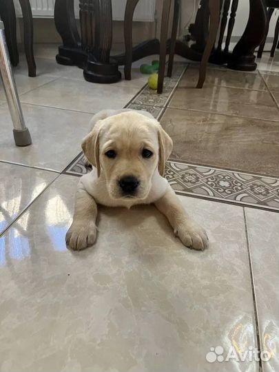 Щенки Лабрадора