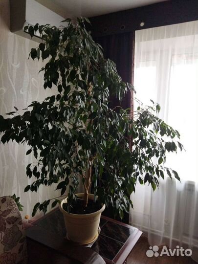 Фикус Бенджамина большой