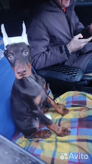 Щенки добермана