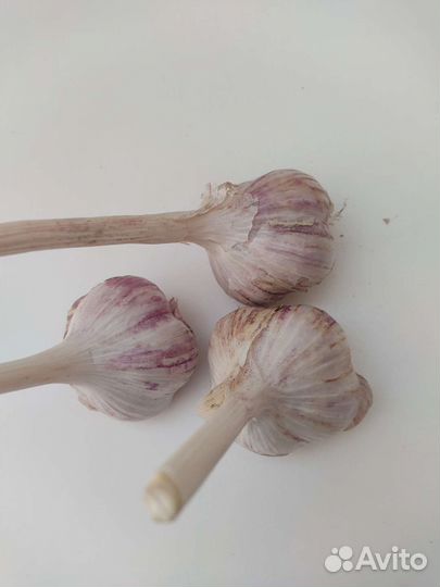 Озимый чеснок, сорт Любаша