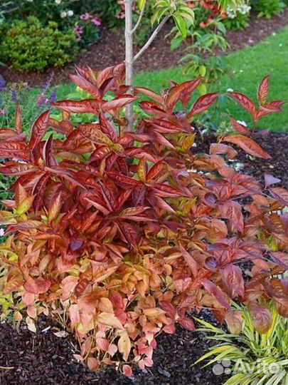 Вейгела Винг оф Файр