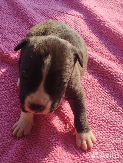 Стаффордширский терьер