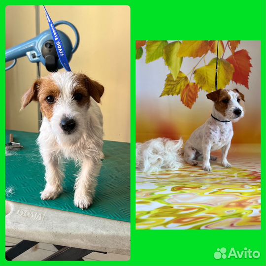 Стрижка собак и кошек, гигиена