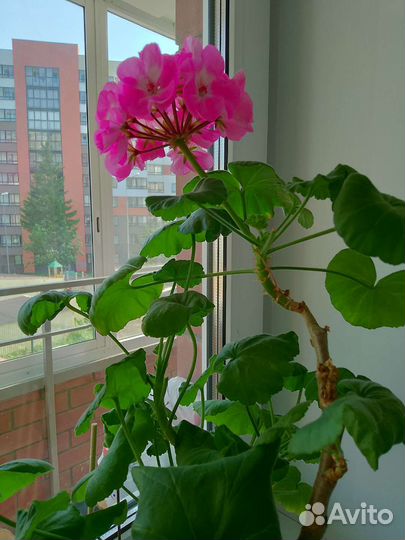 Герань пеларгония