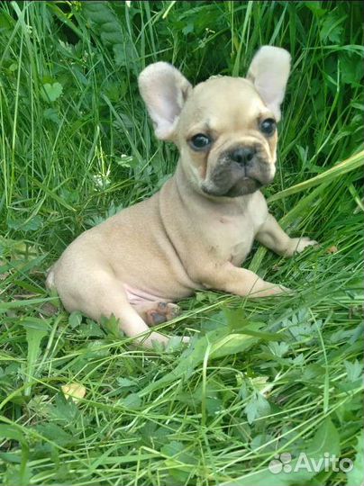 Французики