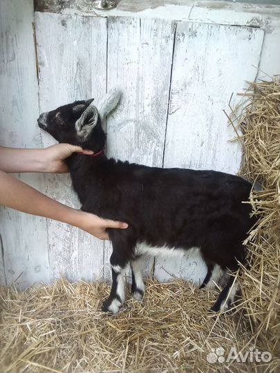 Альпийские козы