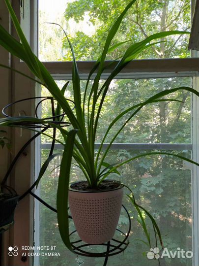 Хлорофитум