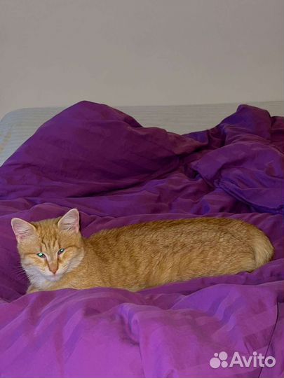 Рыже-белые кот кошка