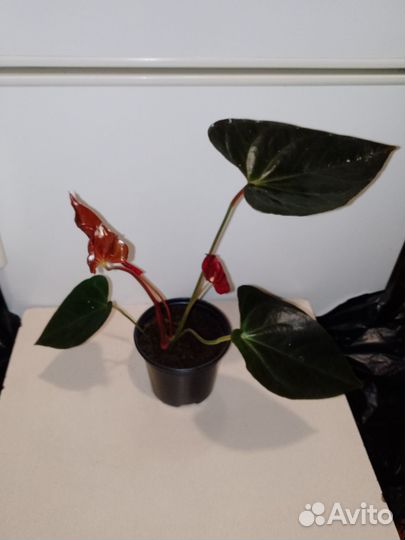 Антуриум деликата
