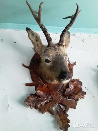 Чучело головы косули