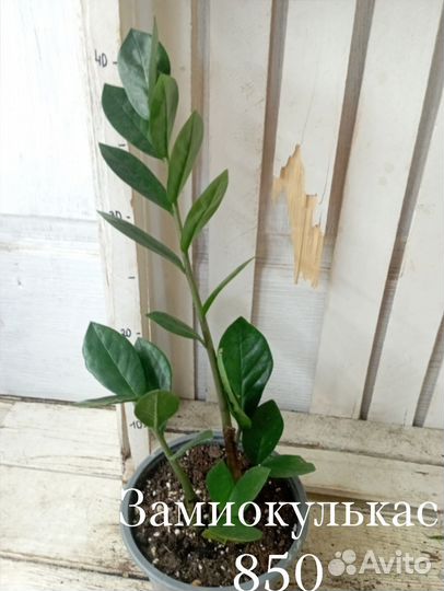Комнатные цветы Замиокулькас Долларовое дерево