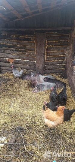 Вьетнамские вислобрюхие поросята