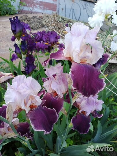 Ирисы бородатые сортовые