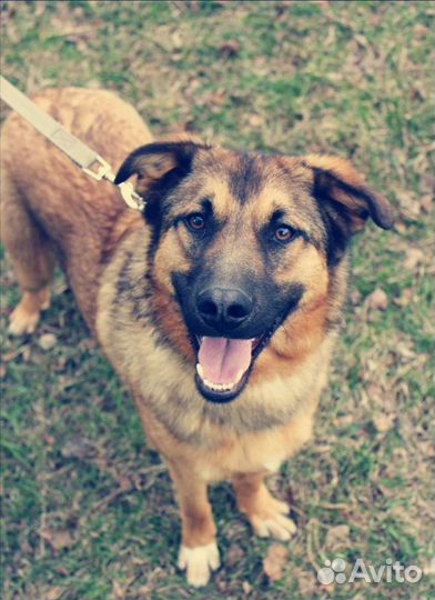 Пёс Бурбон ищет дом