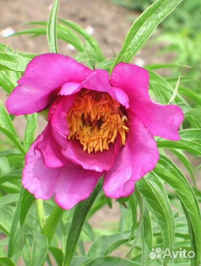 Марьин корень пион уклоняющийся саженцы зкс