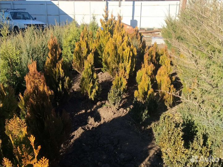 Туя аурея нана