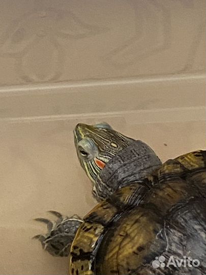 Красноухая черепаха с аквариумом
