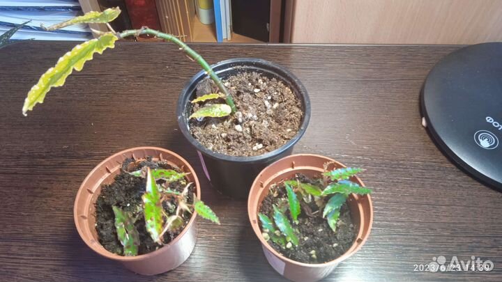 Бегонии декоративнолиственные