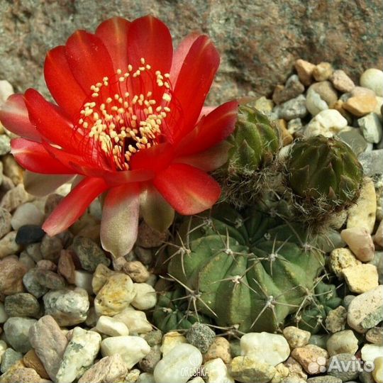 Кактус Lobivia Salitrensis blmt63.01