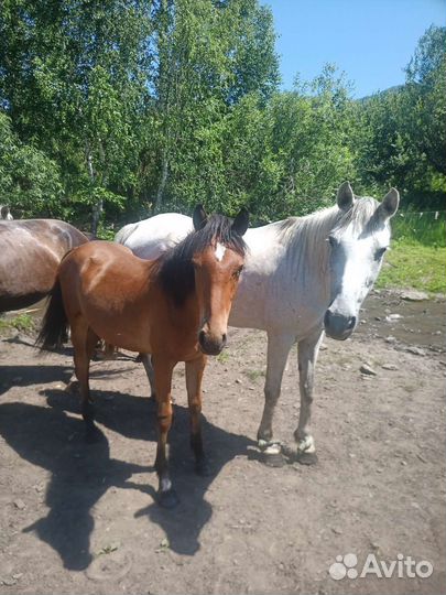 Продаю лошадей
