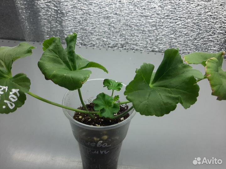 Пеларгония герань Сортовые