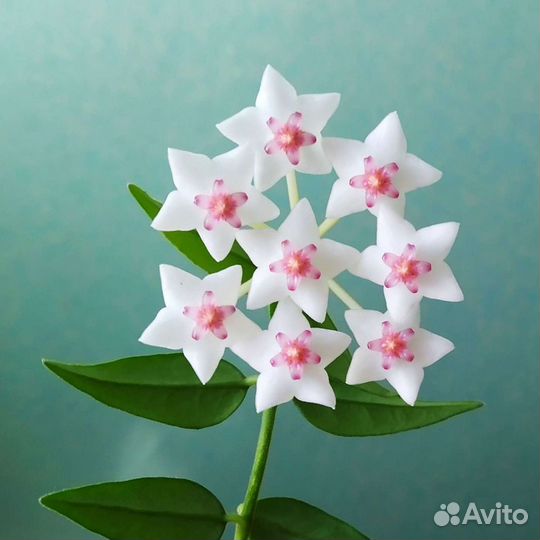 Хойя Белла (