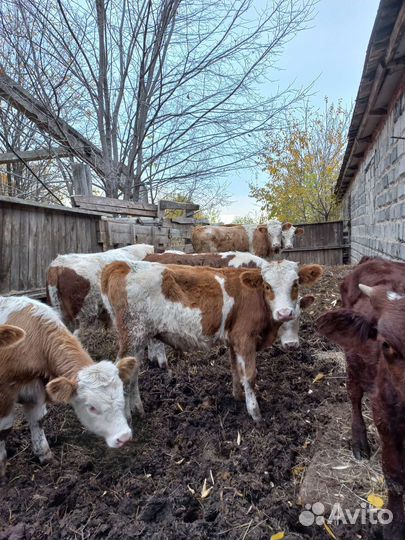 Бычки и быки