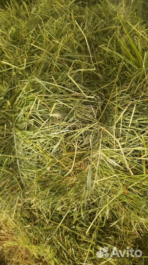 Продам сено,люцерна,разнотравье