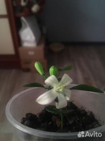 Мурайя метельчатая (молодой саженец)