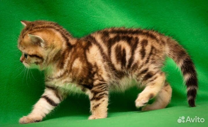 Очень красивые мраморные девочки