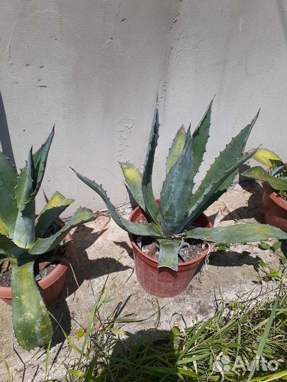 Агава голубая