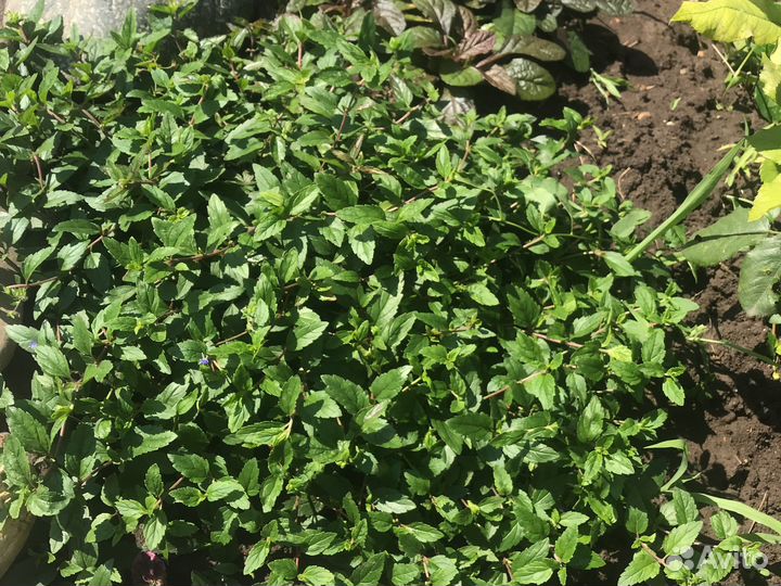 Почвопокровники